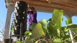 Instant bašta, pomoć u doba pandemije Instant bašta, pomoć u doba pandemije