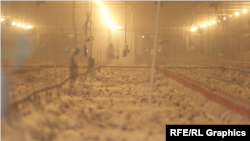 „ჩირინას“ ქათმის ფერმა