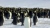 ENVIRONMENT-ANTARCTIC/PENGUINS