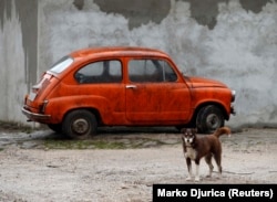 Jedan od više hiljada pasa lutalica u Beogradu