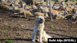 Šarplaninci čuvaju stotine ovaca na planini.