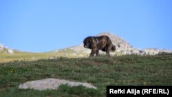 Ovi psi su slobodnog duha i vole da uživaju u raskoši Šar planine.
