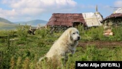 Iako spadaju u veće pse mirni su, ali im je potrebna svakodnevna fizička aktivnost.
