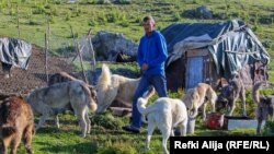 Ovi psi verni su i privrženi.