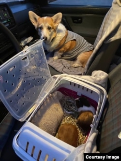 Настины звери в машине