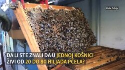 'Pčela je ženskog roda'