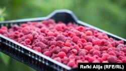 Maline koje se uzgajaju na području Prizrena.
