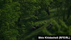 გომბორი