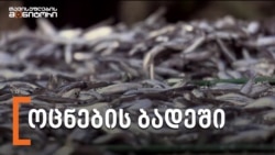 ოცნების ბადეში