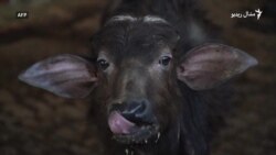 د غواګانو له فضلې څخه انرژي تولیدېږي
