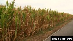 Poljoprivrenici kažu da su suše uništile više od 50 odsto usjeva. Na fotografiji su polja kukuruza u Bijeljini, na sjeveroistoku BiH.