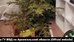 Елка, которую спилил задержанный