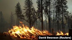 Šumski požar u kalifornijskom okrugu Mariposa, SAD, 23. juli 2022.