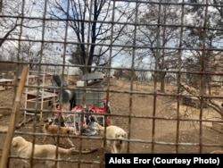 Psi u Prihvatilištu Vučjak, koje je najveće te vrste u Srbiji.