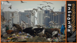 საქართველო - ძაღლების ჯოჯოხეთი 