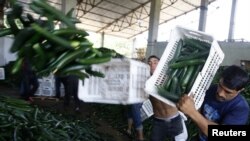 Workers throw away cucumbers to be destroyed at an agriculture facility near Bucharest, Romania, on June 6.