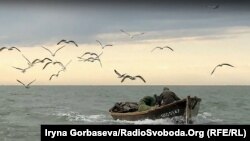 Дорога домой в сопровождении чаек