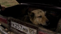 Собаки Собаки