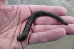 Pješčani crv iz blata Waddenskog mora kraj njemačke obale