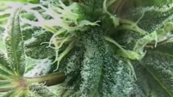 Ilegalni kanabis Ilegalni kanabis