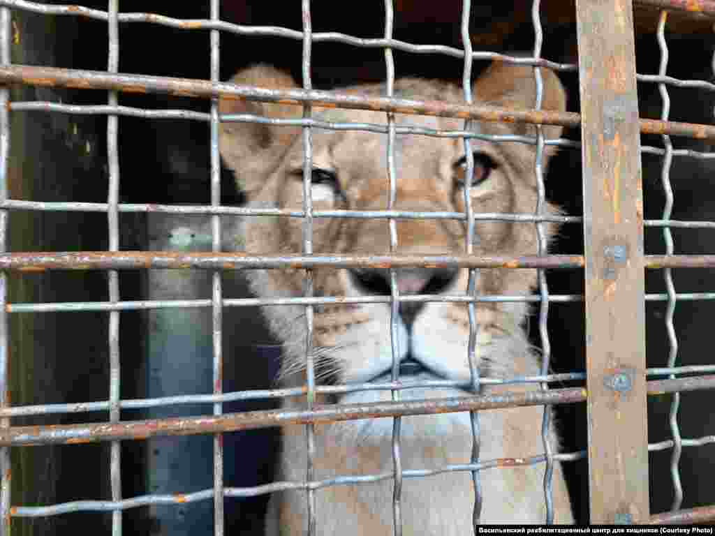 Левиця, яку врятували від голодної смерті, тепер тимчасово перебуває в реабілітаційному центрі для диких тварин у місті Василівка Запорізької області. Як врятованим левам та ведмедям із Донбасу шукають новий дім, дивіться у відео Радіо Свобода