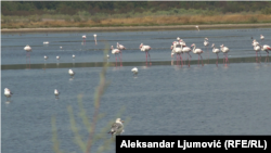 Prostor Solane u Ulcinju predstavlja Park prirode i stanište desetina hiljada ptica (foto-arhiv)
