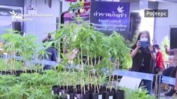 Тајланд: Земете по едно стебло канабис, ама не за да сте „хај“ Тајланд: Земете по едно стебло канабис, ама не за да сте „хај“