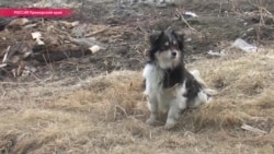 Россия: как из-за ошибки жилые поселки отдали под «Дальневосточный гектар» (видео)