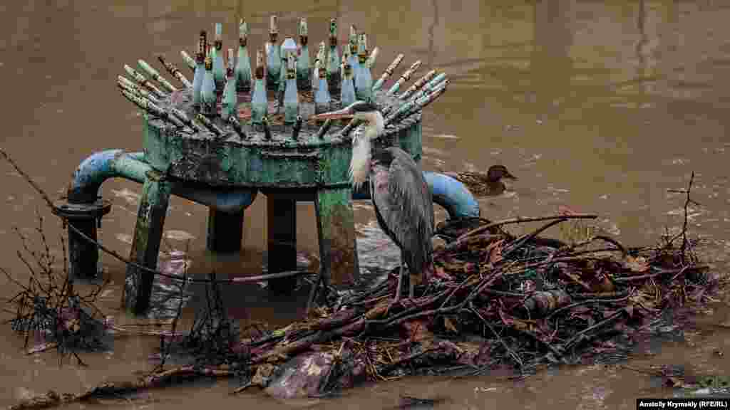 После прошедшего неделю назад снегопада крымская столица утонула в грязи и мусоре, который стекает в Салгир. Этот «мусорный островок» у фонтанных труб на реке еще с прошлого года обживает одинокая серая цапля