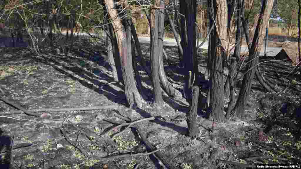 Spaljena stabla zimzelene autohtone vrste - foja