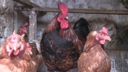 Pijetao koji nosi jaja