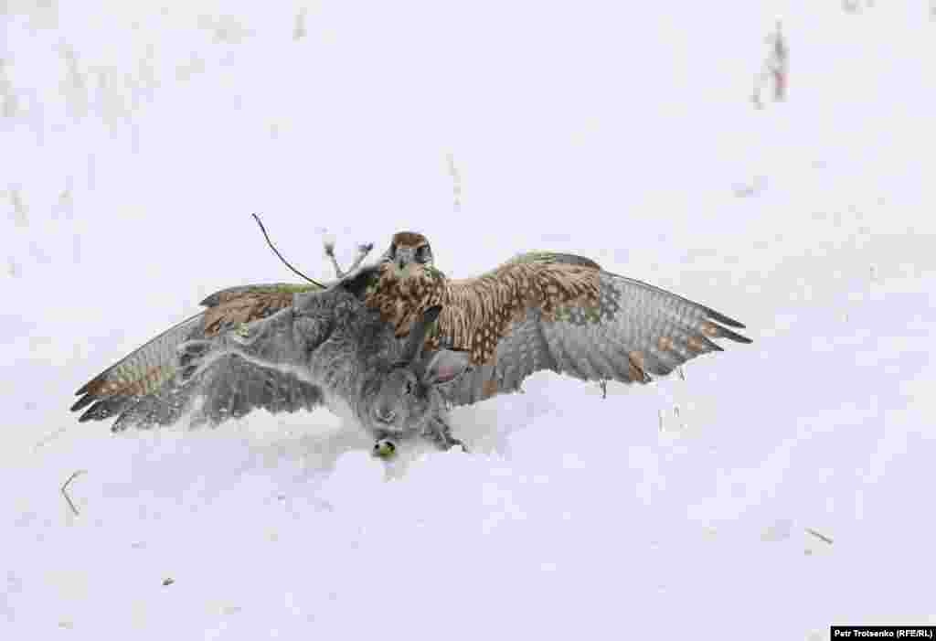 Змагання беркутчі проходять у кілька етапів, під час яких ловчих птахів перевіряють на дресирування і мисливські навички – птах повинен легко знаходити свого господаря і сідати йому на руку (беркутчі в цей час стоїть приблизно в 200 метрах від свого вихованця), ловити голубів, полювати на лисиць і зайців. На фото сокіл-балобан ловить кролика