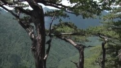 Hoće li UNESCO zaštititi prašumu Perućicu?