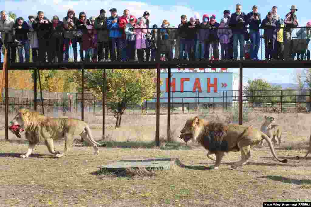 Видовище не для вегетаріанців 