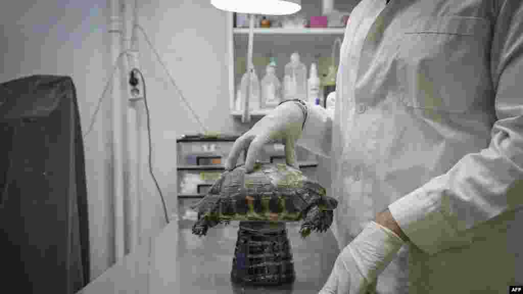 A Görögország élővilágát pusztító klímaváltozás egyik legújabb áldozata: egy erdőtüzet túlélő, súlyosan megégett teknős az athéni állatklinikán vonaglik a fájdalomtól a kezelés ellenére. Amikor az önkéntesek bevitték az állatot, az „a füst miatt nyitott szájjal próbált lélegezni” – meséli az AFP-nek Grigoriosz Markakisz állatorvos. Bár „már sokkal jobban van”, nem jók a kilátásai – teszi hozzá, mert ha kívül a páncélja megégett, képzeljük el, mi történt belül. „Az összes belső szerve működésképtelen lesz”.