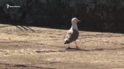 Сезон в Крыму может вовсе не состояться. Туристов просят не приезжать (видео) Сезон в Крыму может вовсе не состояться. Туристов просят не приезжать (видео)