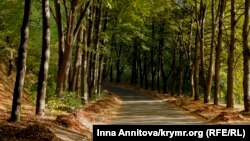 За даними Держаудитслужби, Національна академія наук України передала приватним забудовникам у Києві 116 га державної землі. Фото ілюстративне