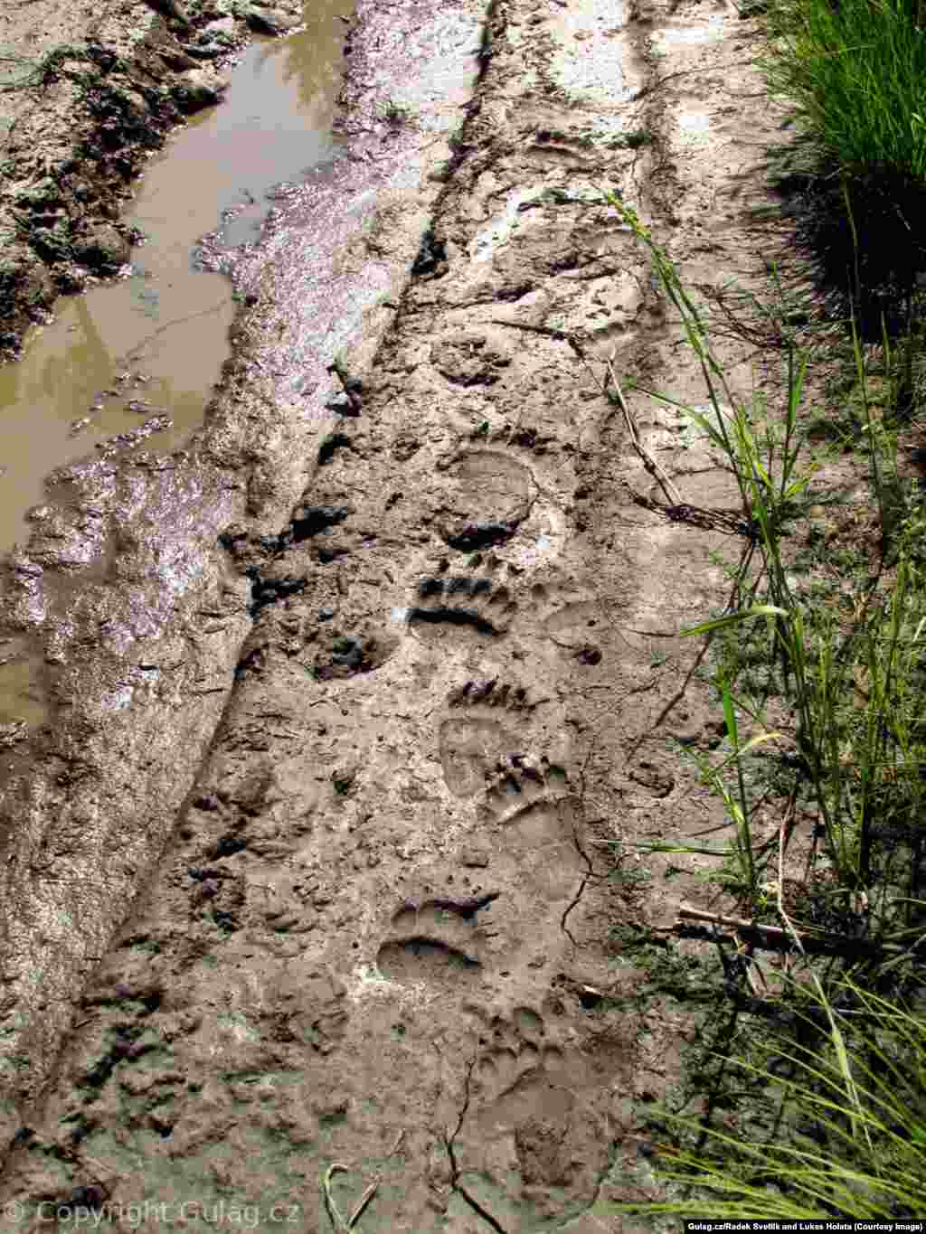 Опасность представляют и дикие животные. Черноушек говорит, что команда исследует лес и болота без оружия. До сих пор им везло: они не повстречали ни одного медведя. 
