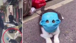 Коронавирус в России Коронавирус в России