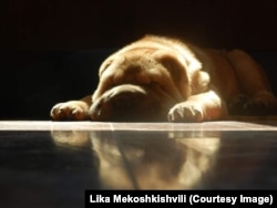 ლიკას ძაღლი ტობი ფეიერვერკებს შეეწირა