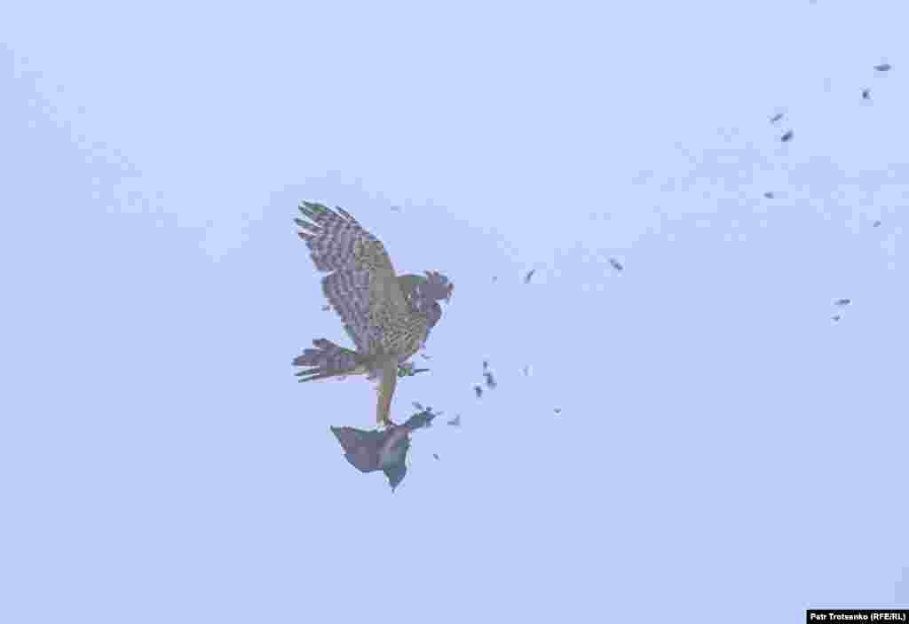 Завдання пройдене: балобан зловив голуба