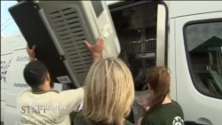 Бездомные собаки из сочинского приюта прибыли в США Бездомные собаки из сочинского приюта прибыли в США