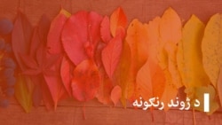 د ژوند رنګونه (تکرار) د ژوند رنګونه (تکرار)