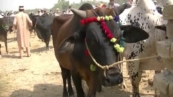 د شوقدر مال منډیۍ ته ګڼ خلک ورغلي، څاروي اخلي د شوقدر مال منډیۍ ته ګڼ خلک ورغلي، څاروي اخلي