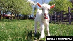 Iz arhive Turističke organizacije Kosjerić