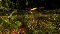 Uređena divljina u ruskoj prestonici Uređena divljina u ruskoj prestonici