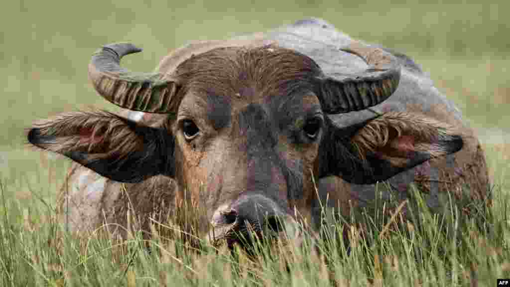 Na fotografiji: vodeni bivol koji pase u sezonski isušujućem tresetištu u Bangsalu, južna Sumatra.Tropska tresetišta Indonezije predstavljaju dom ugroženim orangutanima, kao i ekonomski važnim vrstama riba. Osim toga, pomažu u sprječavanju poplava i suša, te smanjuju lokalnu temperaturu.