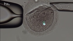 Українські лікарі знайшли рецепт проти безпліддя, поєднавши в ембріоні гени трьох осіб (відео) Українські лікарі знайшли рецепт проти безпліддя, поєднавши в ембріоні гени трьох осіб (відео)