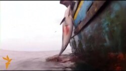 Полювання на дельфінів у Перу Полювання на дельфінів у Перу