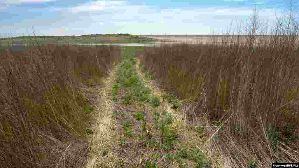 Навігатор у смартфоні показує, що ця просіка серед висохлих стебел – середина водосховища